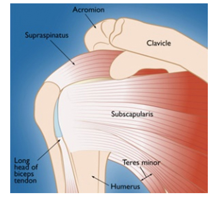 Understanding your Shoulder Joint