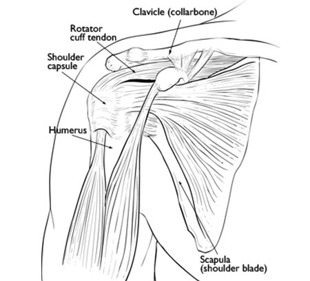 Understanding your Shoulder Joint and Frozen Shoulder