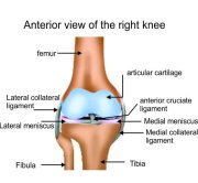 Total Knee Replacement Surgeon Surat