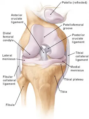 Best Knee Joint Replacement Consultants Surat